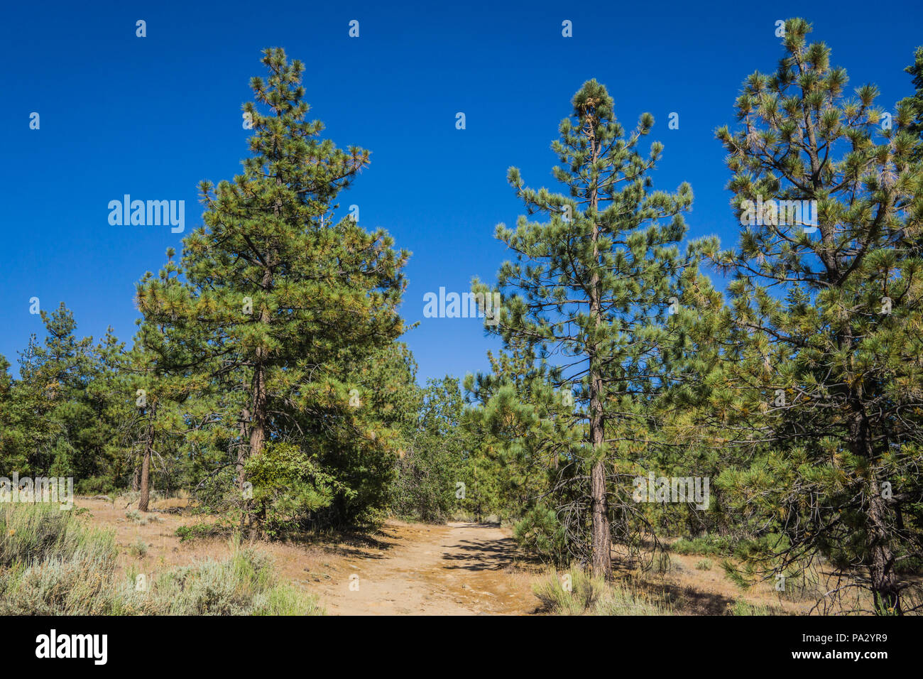 Sentier de randonnée de la terre mène à travers les arbres de la forêt domaniale de la Californie du Sud. Banque D'Images