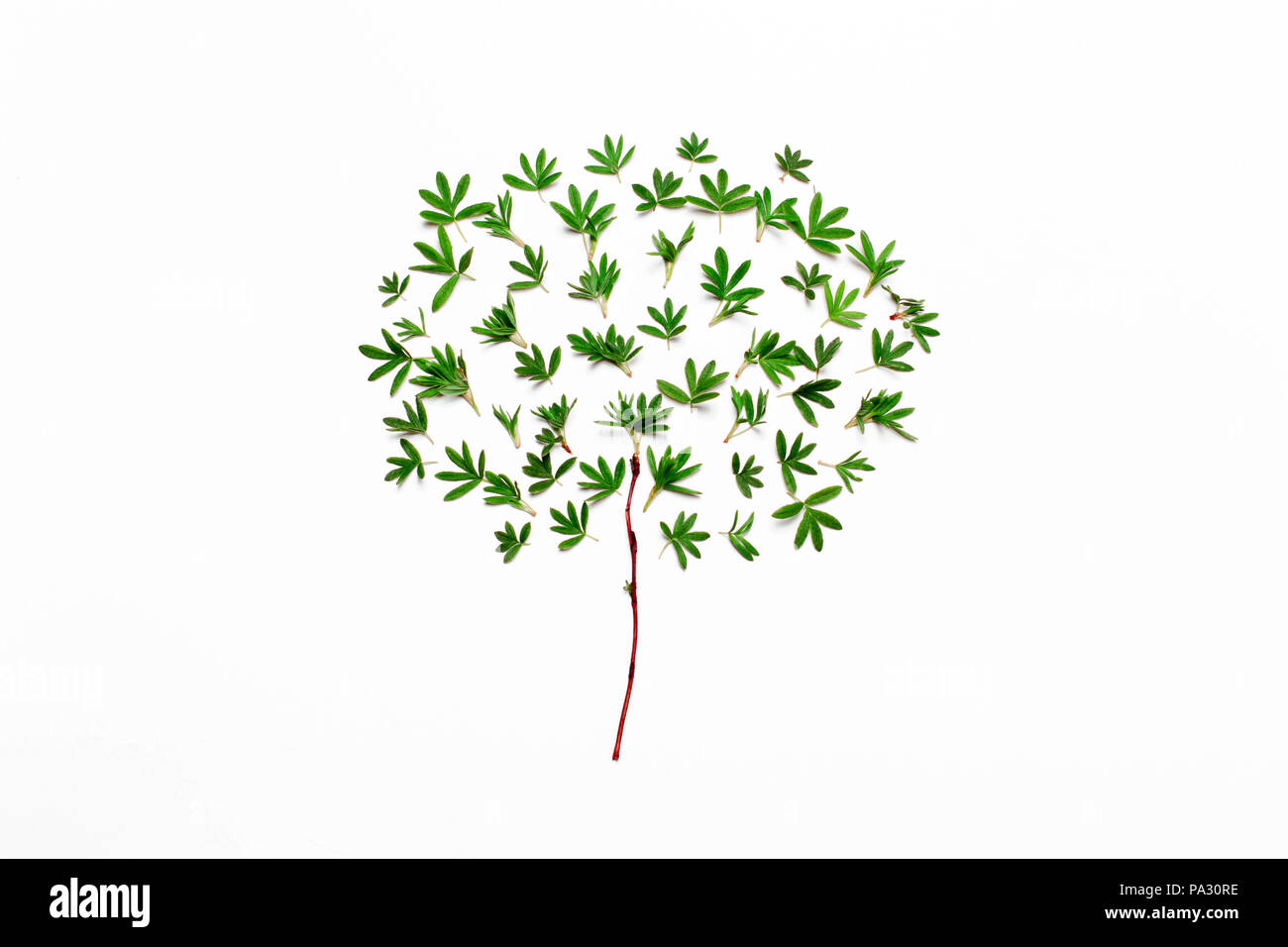 Arborescence constituée de feuilles vertes. Minimaliste concept minimal naturel.Vue de dessus, télévision Banque D'Images