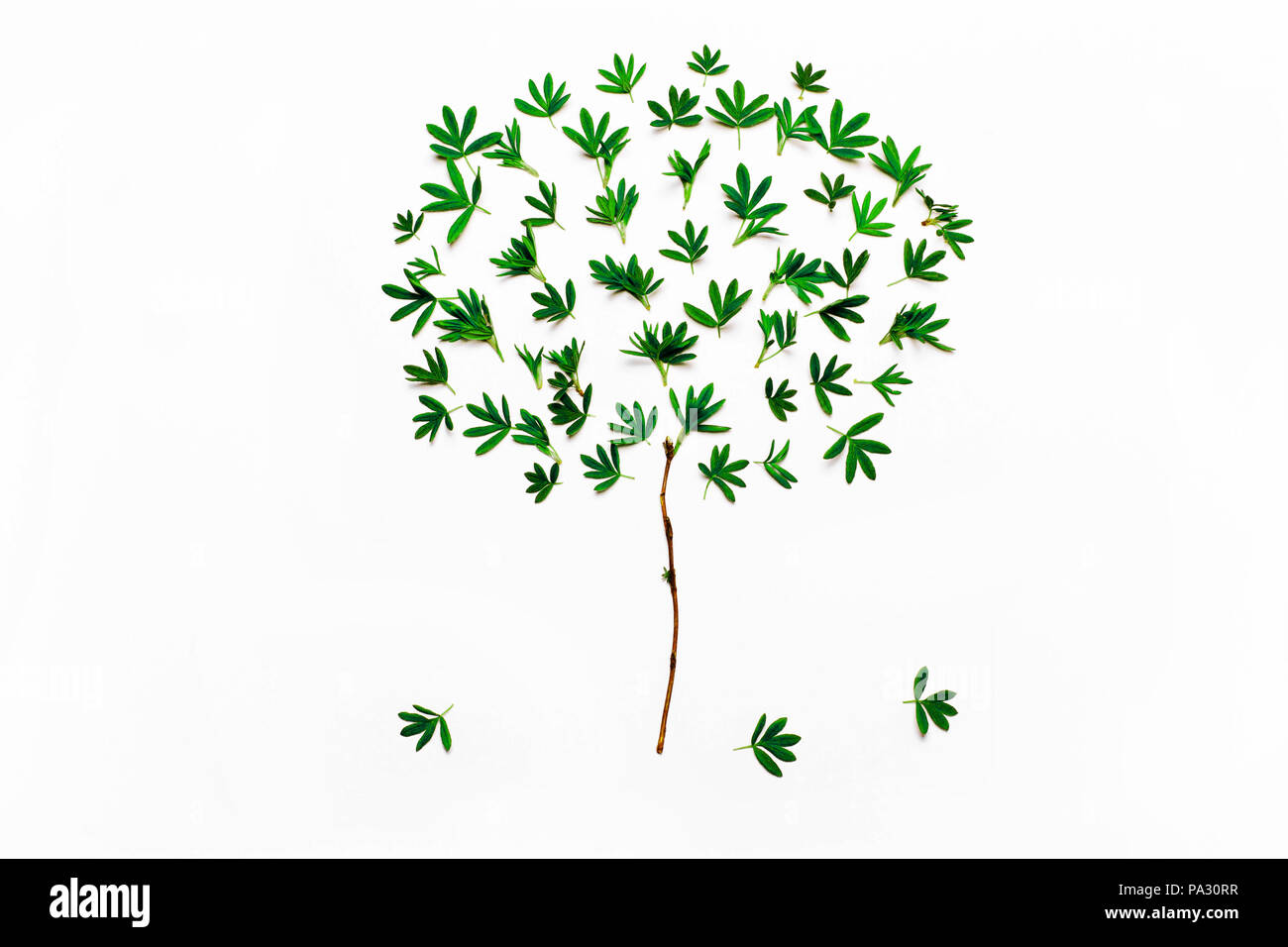 Arborescence constituée de feuilles vertes. Minimaliste concept minimal naturel.Vue de dessus, télévision Banque D'Images