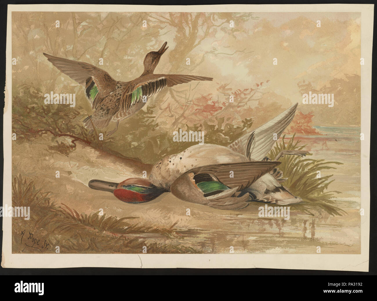 594 canards, l'un fuyant, un mort RCAC2003654027 Banque D'Images