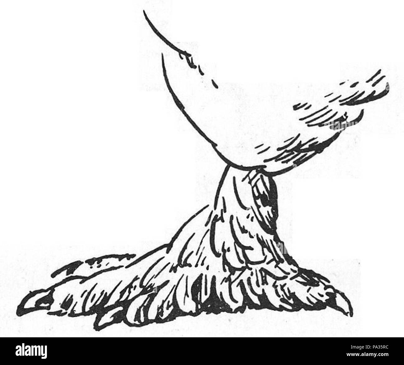 532 Die Taube, 1984, 0011g bestrumpft belatscht Kurz und Banque D'Images