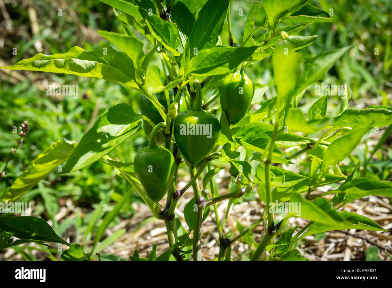 Cherry bomb poivre vert plante dans un jardin de légumes du soleil Banque D'Images