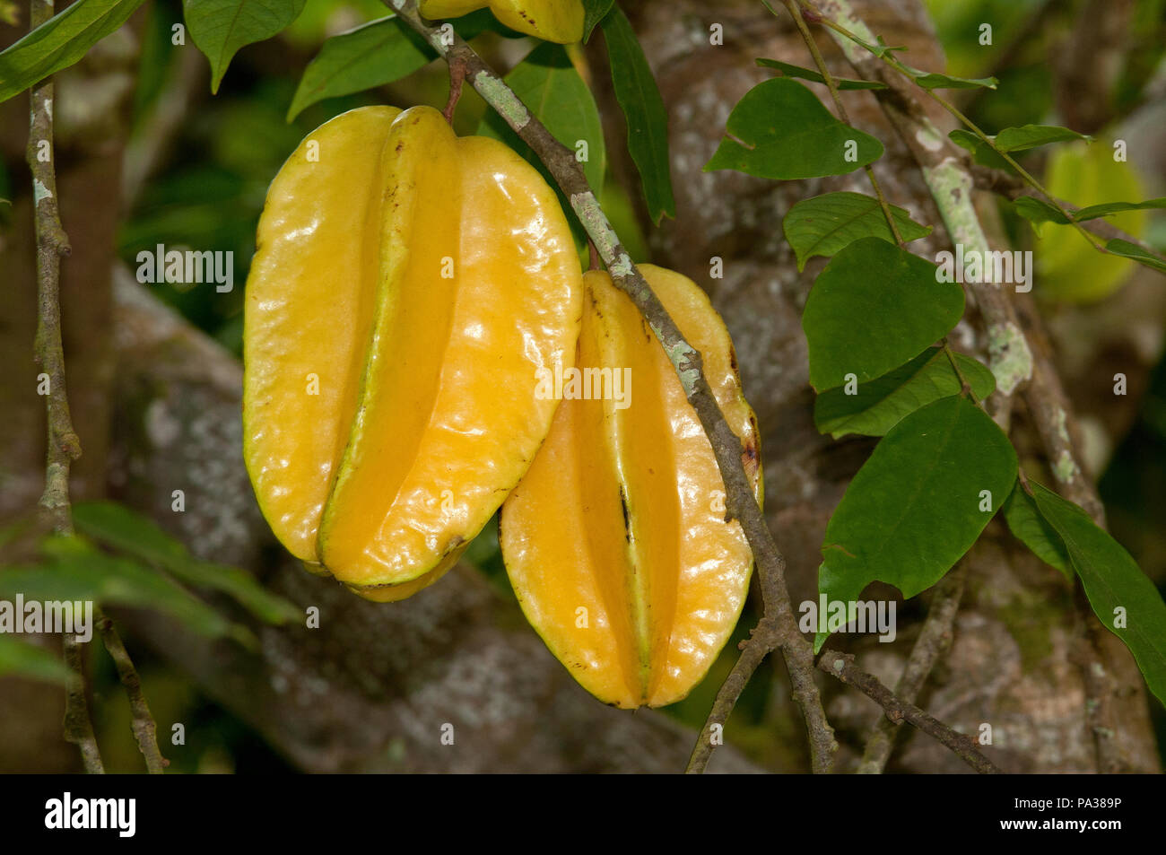 Carambole Averrhoa carambola - fruit - - Thaïlande - Carambole - Fruit - Thaïlande Banque D'Images