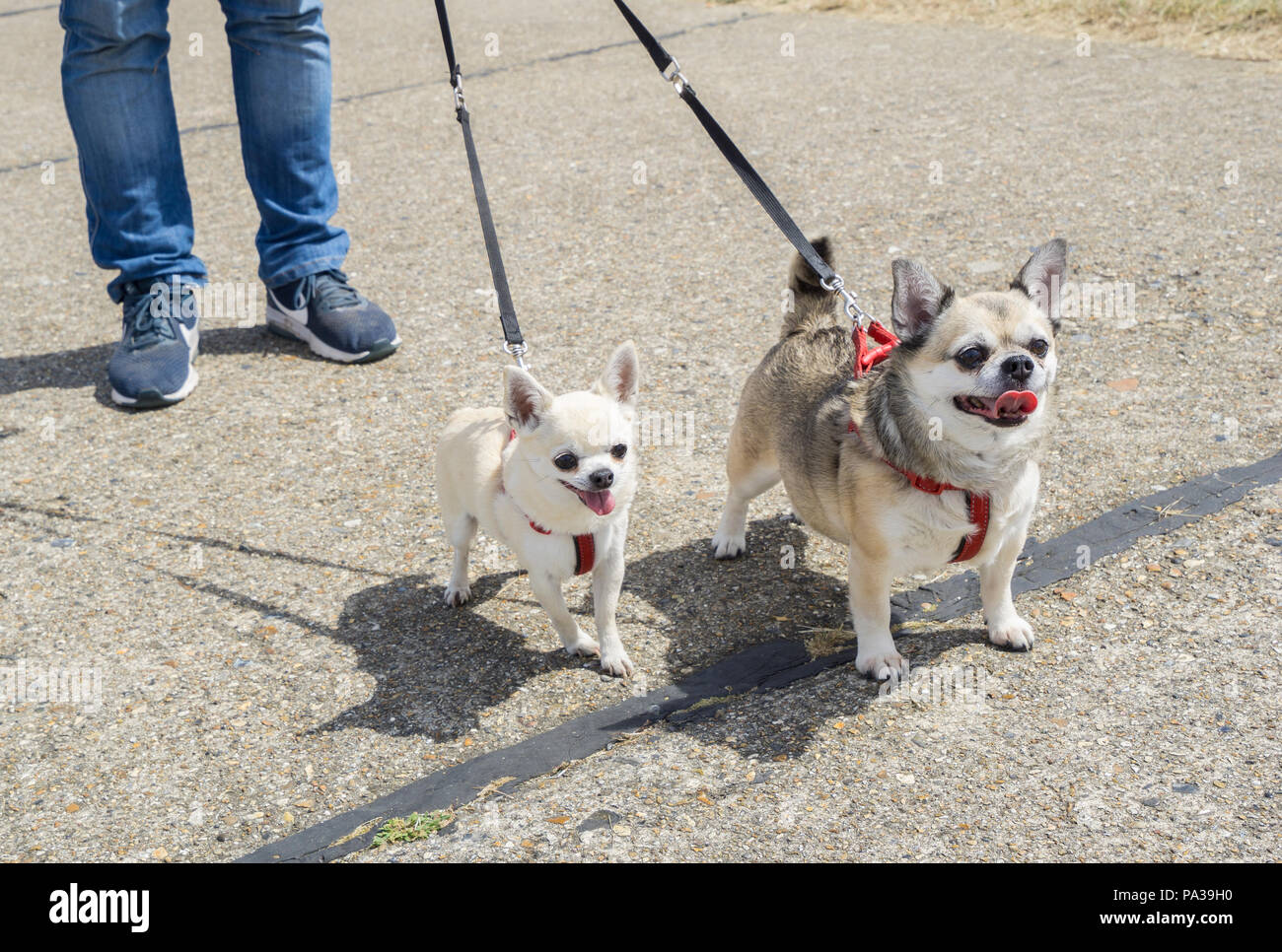 Deux chiens Chihuahua sur mène dans les escadres et les roues Banque D'Images