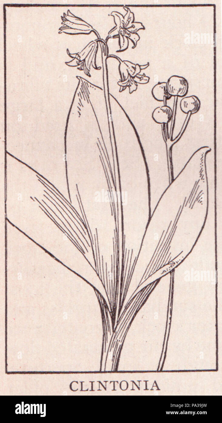 324 page 625 Clintonia Banque D'Images