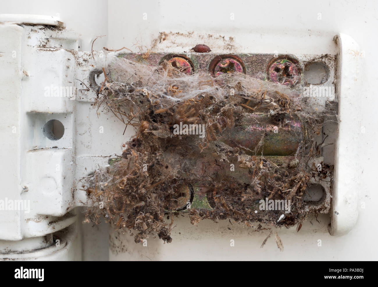 Insectes morts pris dans une toile d'araignée dans le mécanisme de la charnière d'une porte intérieure, England, UK Banque D'Images