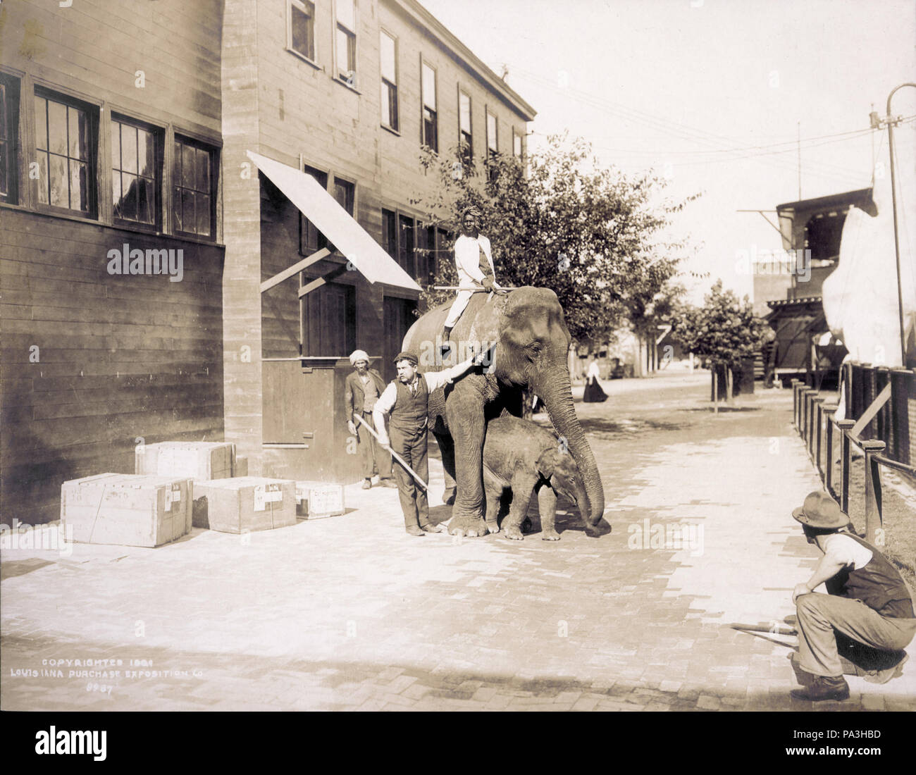 4 "Partie d'Hagenbeck Afficher sur le brochet." (éléphants et de leurs maîtres). World's Fair 1904 Banque D'Images