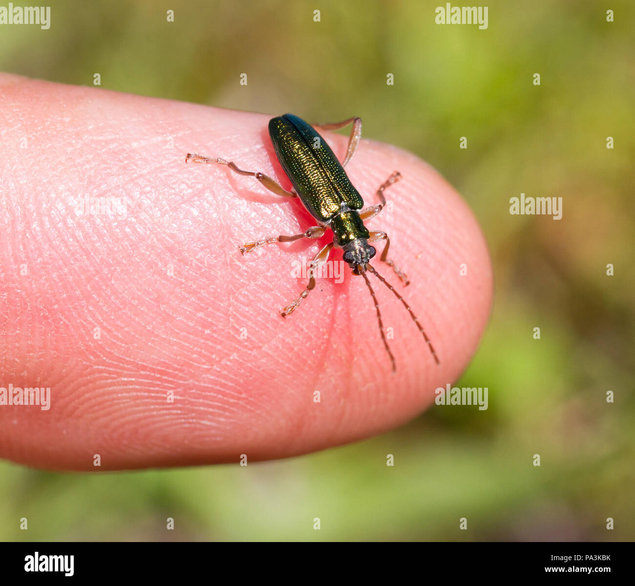 Petit bug assis sur un doigt, selective focus Banque D'Images
