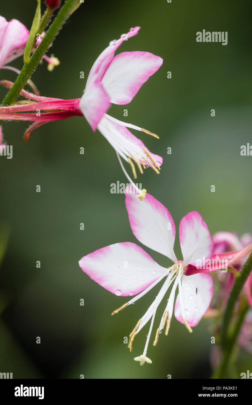 Fleurs roses et blanches délicates du compact, plante vivace à fleurs d'été, Gaura lindheimeri 'Rosyjane» Banque D'Images