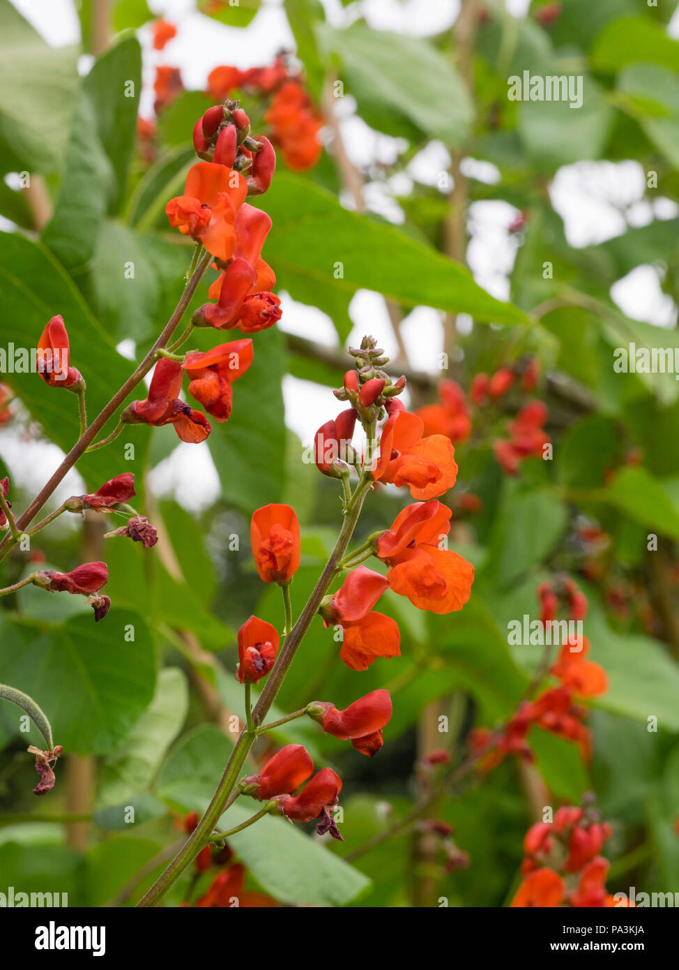 Fleurs rouges ornementaux de le haricot, Phaseolus coccineus "Lady Di" Banque D'Images