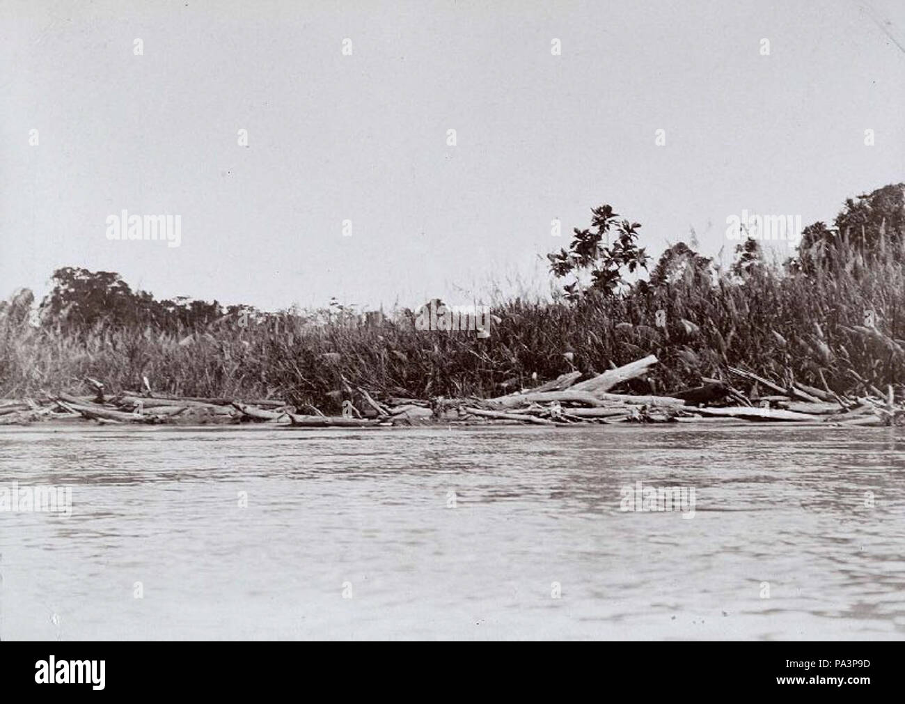 11 hout in Aangedreven de rivier Tami - Collectie stichting Nationaal Museum van Wereldculturen - TM-60010022 Banque D'Images