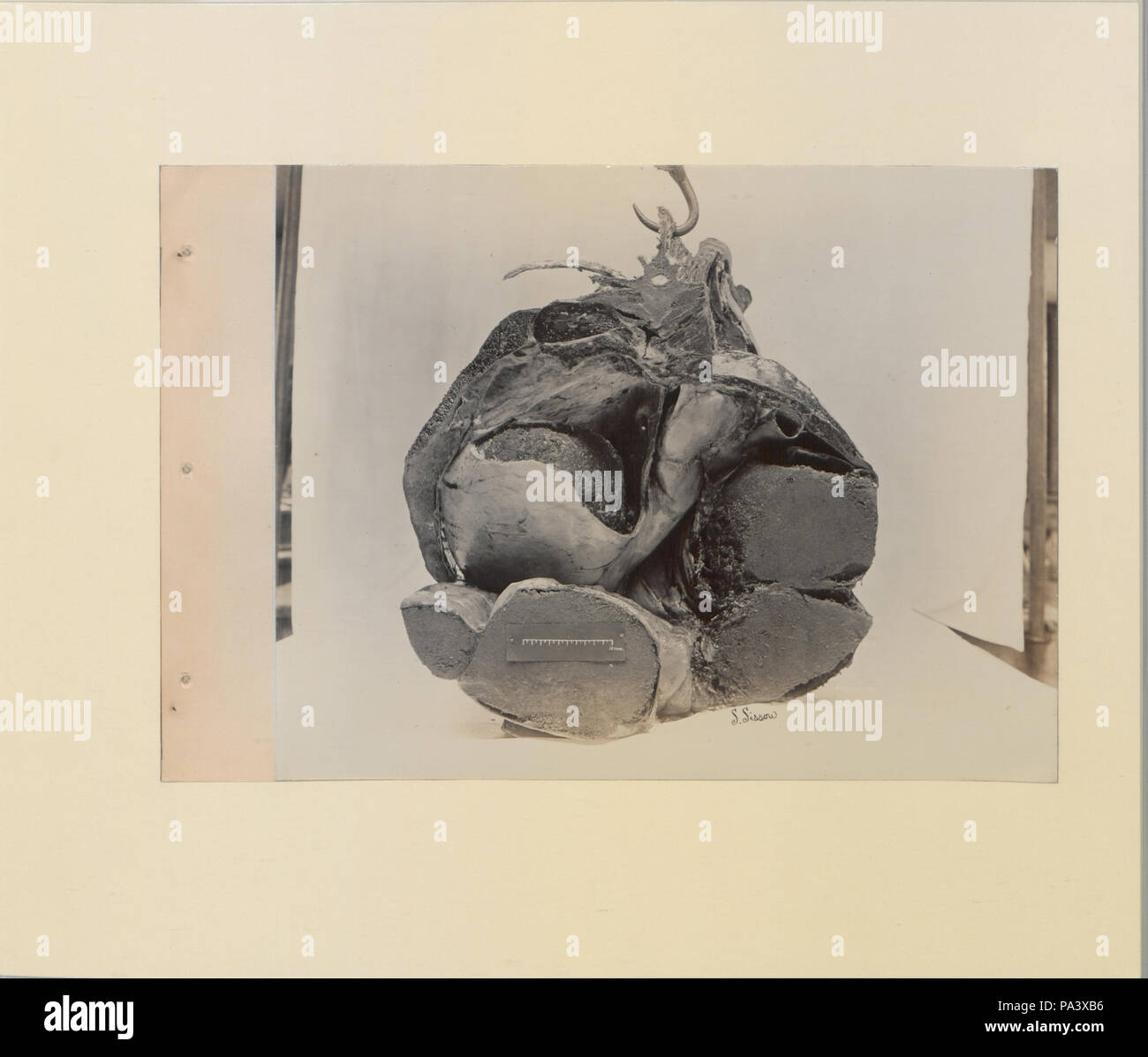 88 Une série de photographies illustrant l'anatomie du cheval et du chien par la méthode de préparations congelées et les articles préparés par S Sisson de Toronto (HS85-10-9846-8) original Banque D'Images