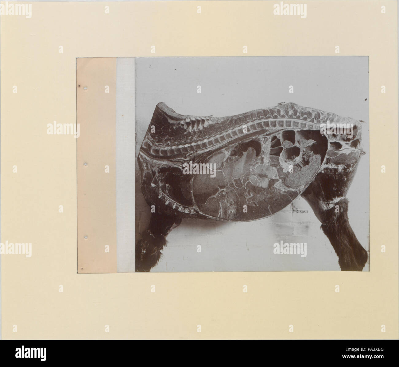 88 Une série de photographies illustrant l'anatomie du cheval et du chien par la méthode de préparations congelées et les articles préparés par S Sisson de Toronto (HS85-10-9846-10) original Banque D'Images