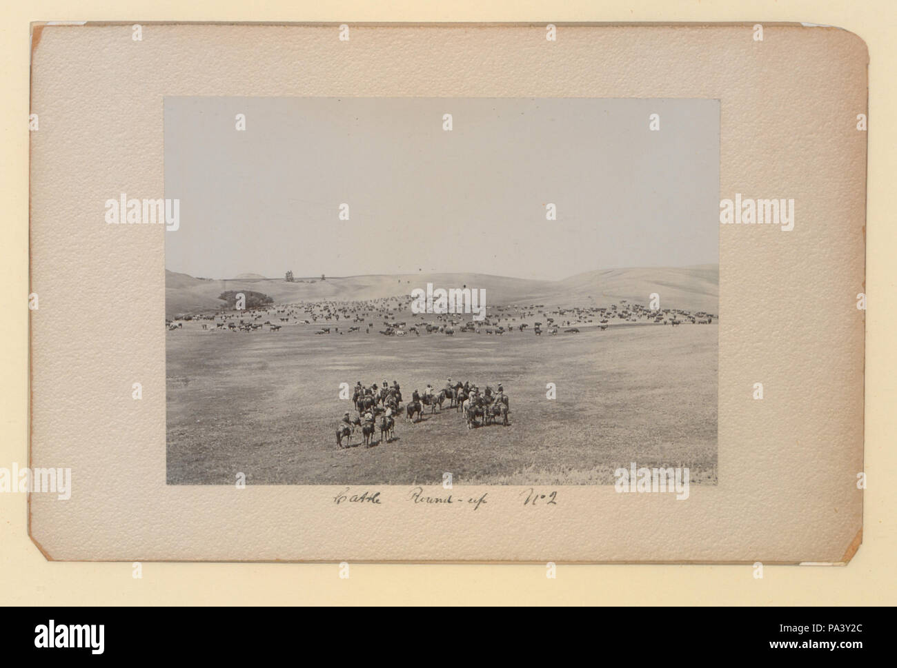 Bovins 290 round up No 2 (HS85-10-23390) original Banque D'Images