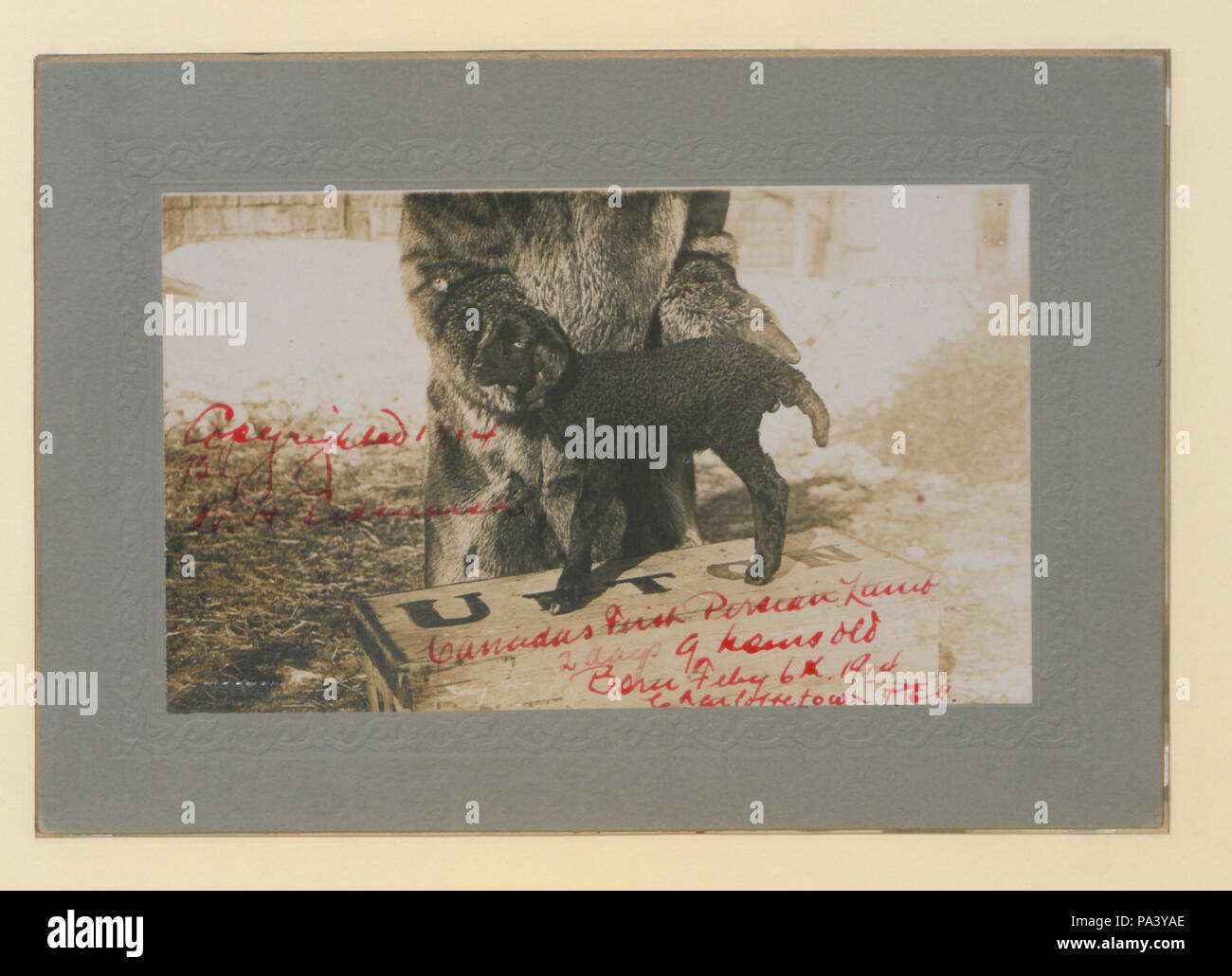 272 Le premier agneau Persan (2 jours, 9 heures) (HS85-10-28482) original Banque D'Images