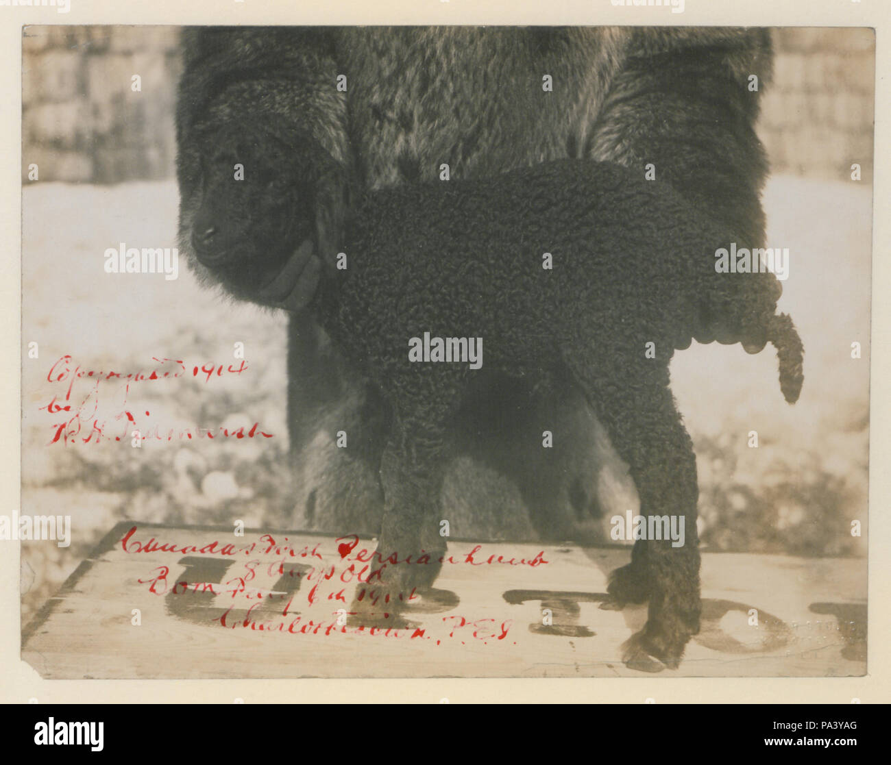 272 Le premier agneau Persan (8 jours) (HS85-10-28483) original Banque D'Images