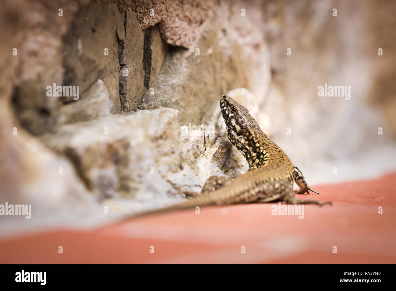 Lézard sur un mur, des couleurs pastel Banque D'Images