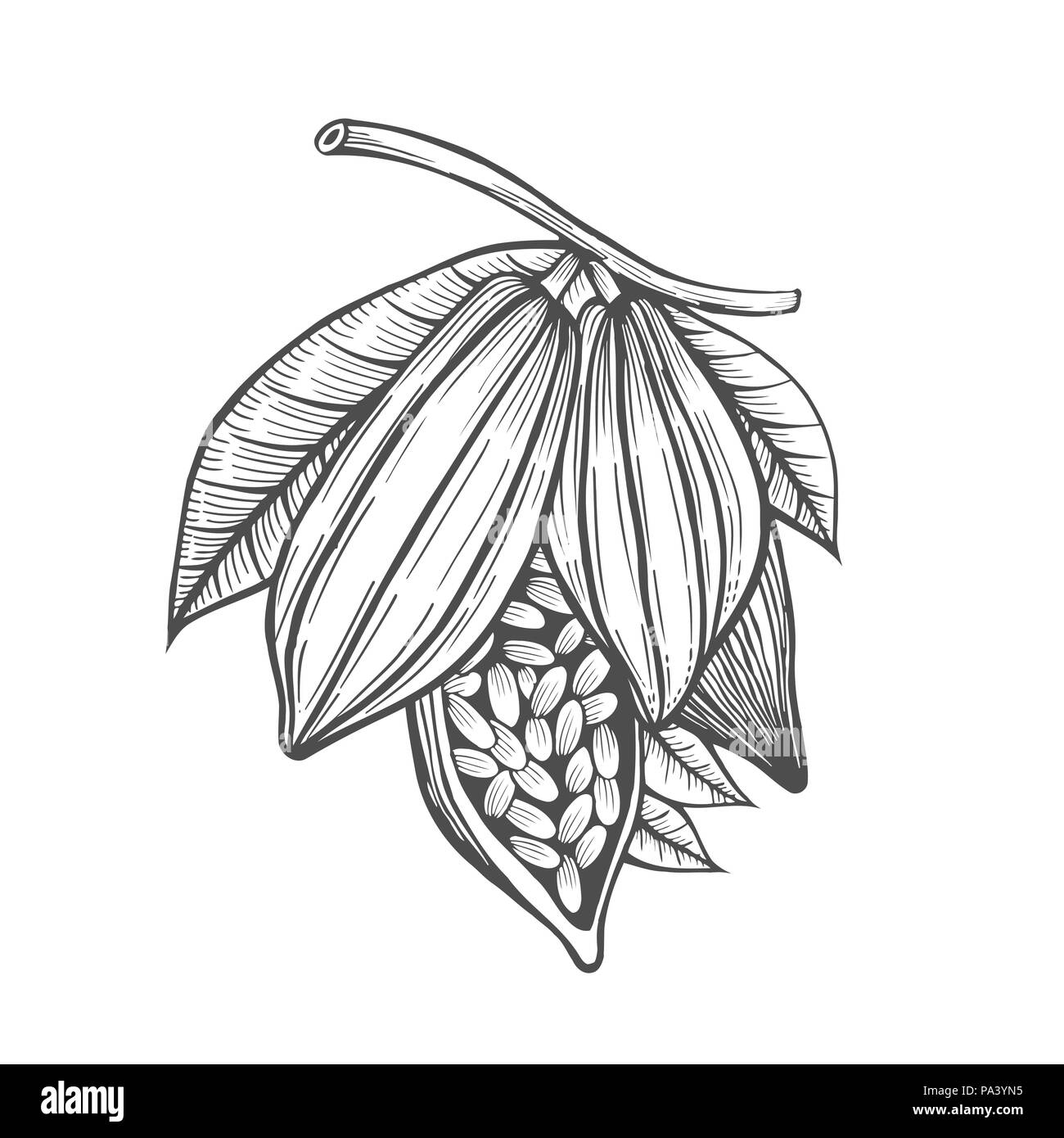 Les fèves de cacao dessin libre, chocolat, fruits, illustration vectorielle, ingrédient revigorante boisson cacao, esprit vintage Illustration de Vecteur