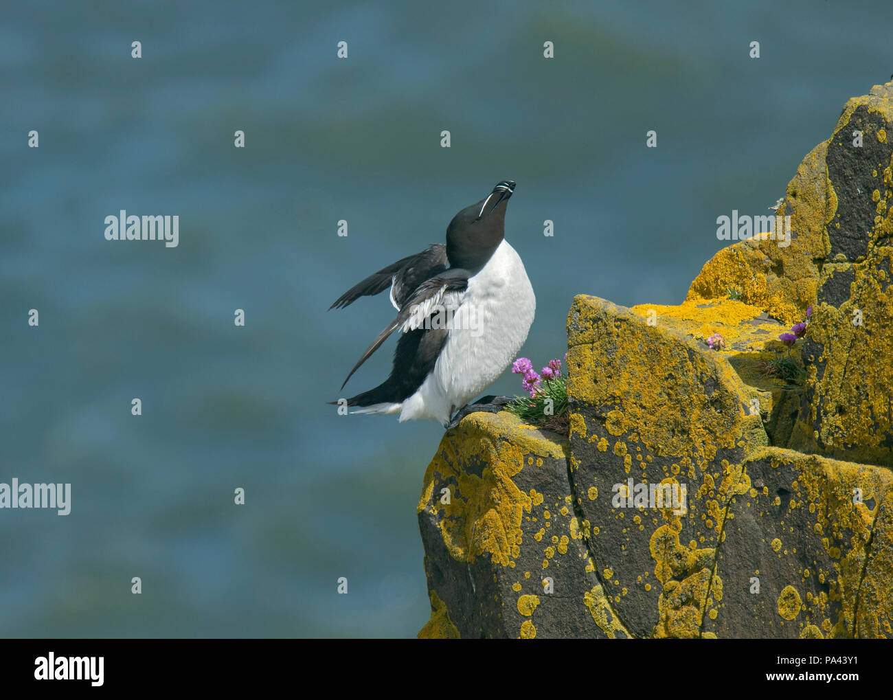 Petit Pingouin, Alca torda, s'étendant sur près de rock sea thrift, Armeria maritima, Northumberland, Angleterre Banque D'Images