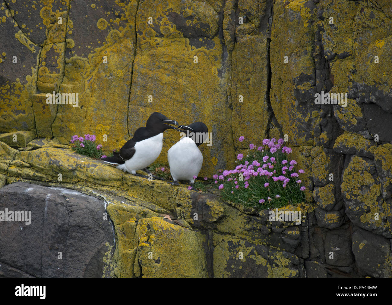 Paire de Petit Pingouin, Alca torda, une cour sur la falaise rocheuse entre sea thrift, Armeria maritima, Northumberland, Angleterre Banque D'Images