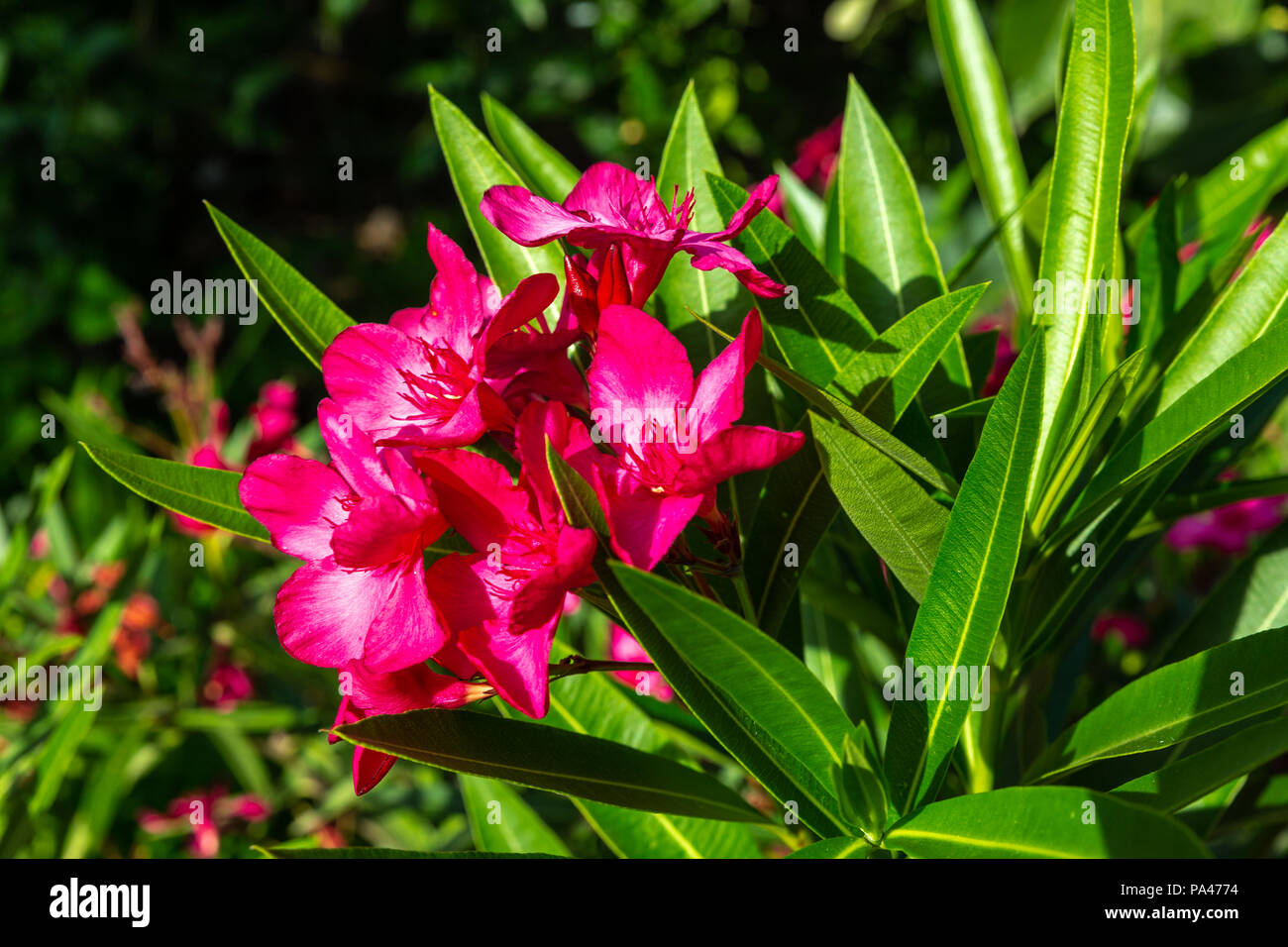 La splendide fleur rouge de l'oleander Banque D'Images