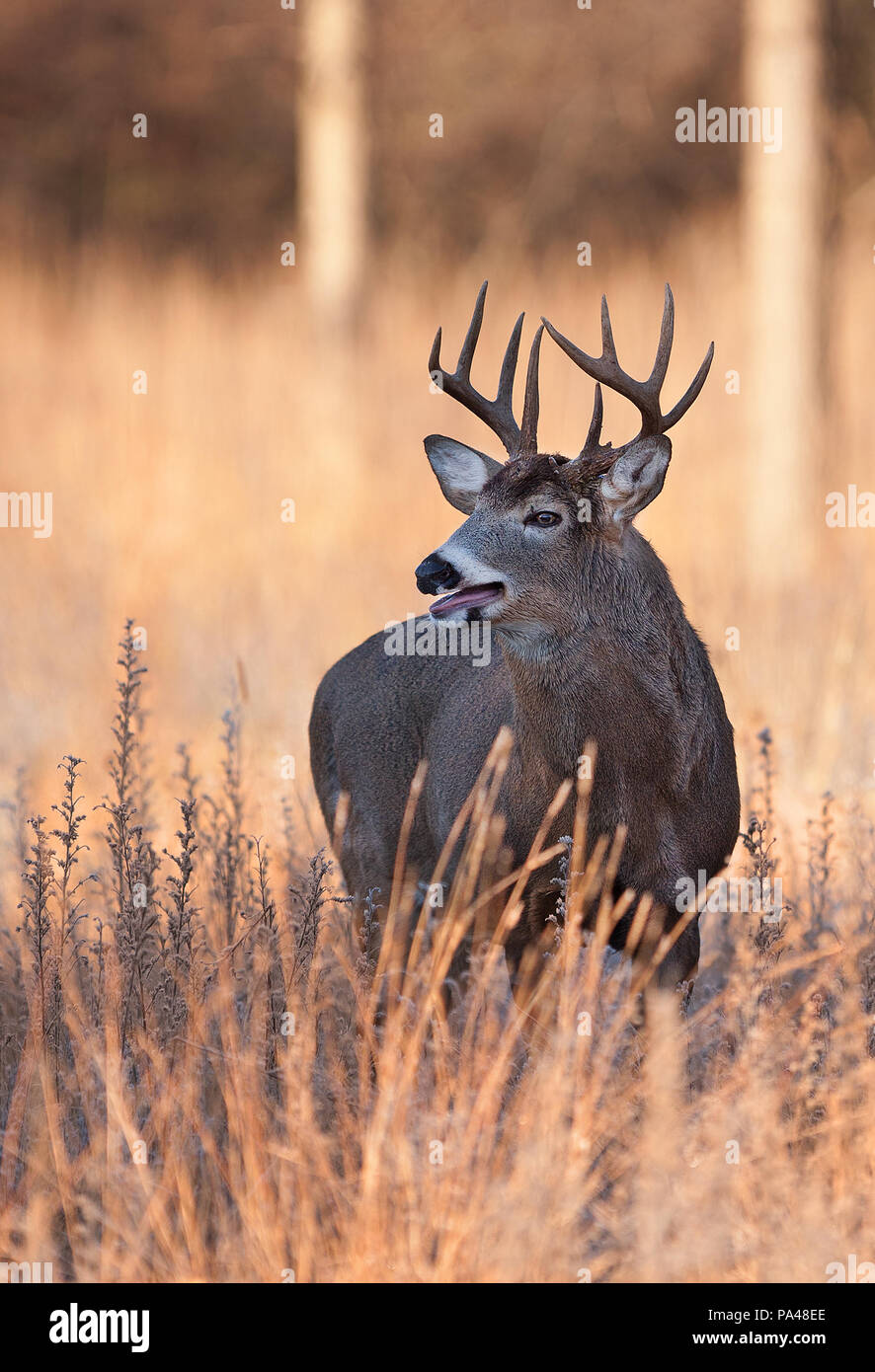 White-tailed deer buck à la recherche d'un partenaire au cours de l'ornière dans la lumière de l'automne tôt le matin au Canada Banque D'Images
