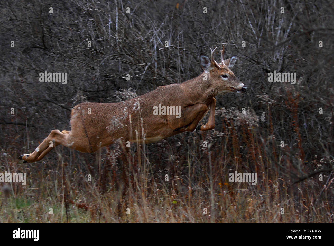 White-tailed deer buck en marche à travers les bois pendant le rut, tôt le matin la lumière d'automne au Canada Banque D'Images