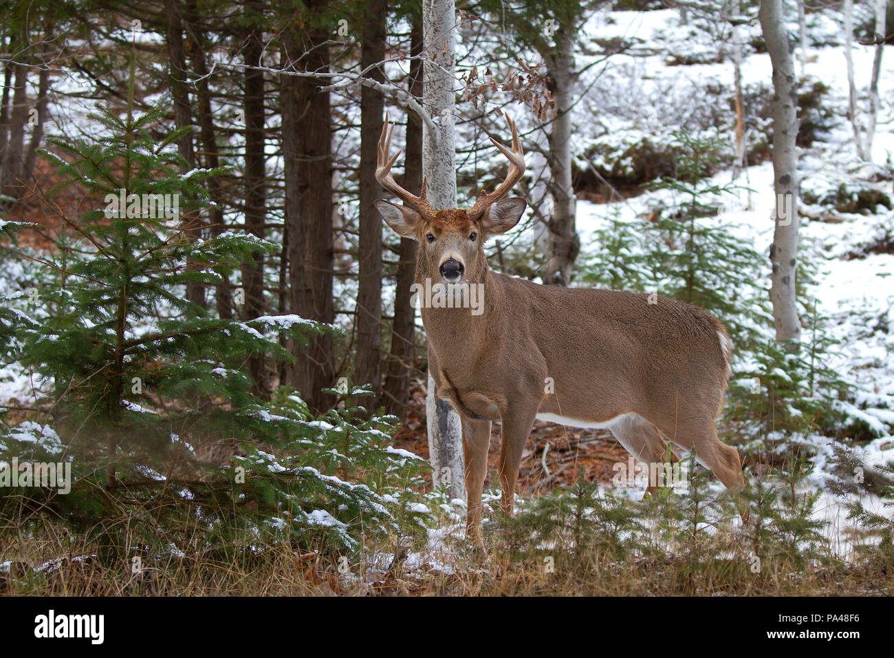 White-tailed deer buck dans la neige de l'hiver au Canada Banque D'Images