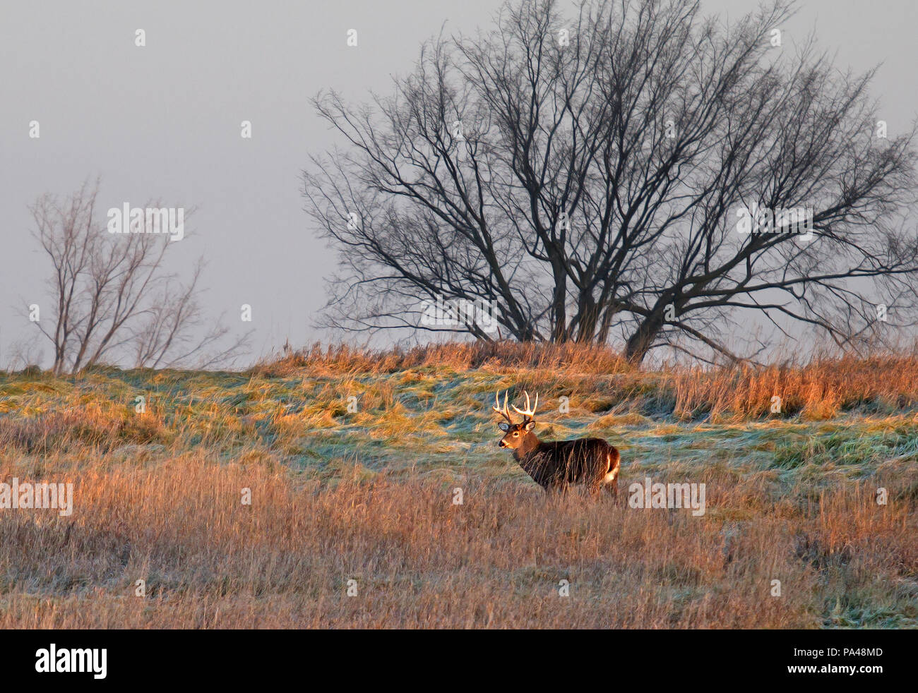 Buck de cerf de Virginie marchant dans la prairie pendant l'automne Ornière au lever du soleil au Canada Banque D'Images