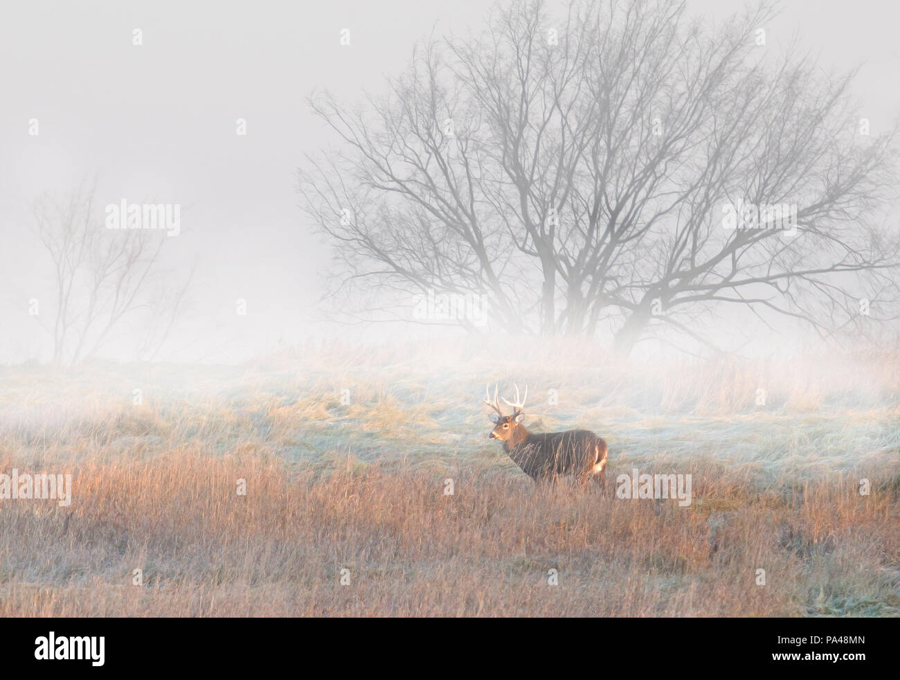 White-tailed deer buck traverser une prairie de brouillard pendant l'automne de l'ornière au Canada Banque D'Images