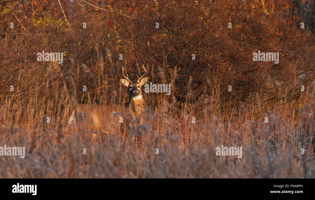 White-tailed deer buck marche à travers la prairie pendant l'automne de l'ornière au Canada Banque D'Images