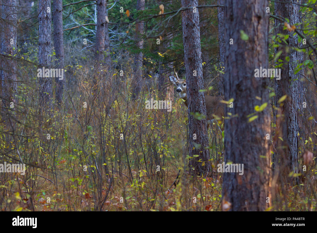 White-tailed deer buck à la recherche d'un partenaire au cours de l'ornière dans la lumière de l'automne tôt le matin au Canada Banque D'Images