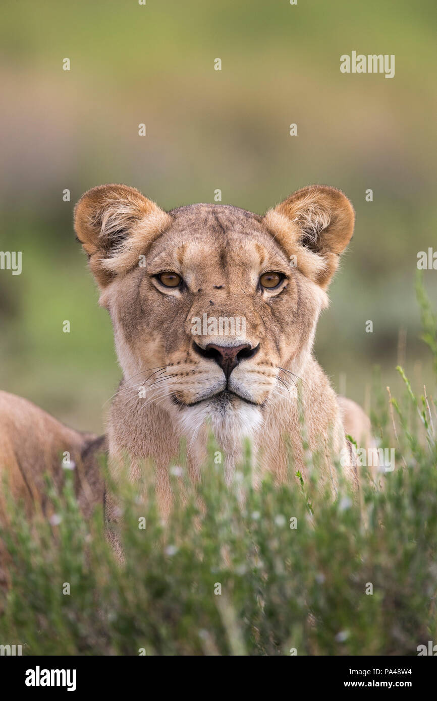 Lioness (Panthera leo), Kgalagadi Transfrontier Park, Afrique du Sud, Banque D'Images