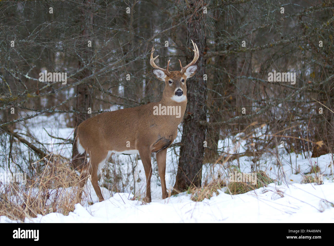 White-tailed deer buck à la recherche d'un partenaire au cours de l'ornière dans la lumière de l'automne tôt le matin au Canada Banque D'Images