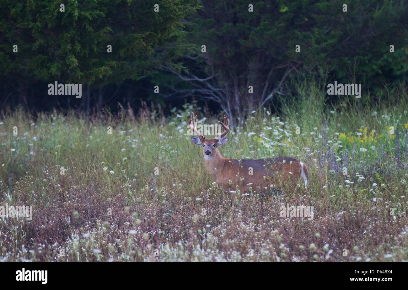 White-tailed deer buck avec ses bois de velours en se promenant dans une prairie au printemps au Canada Banque D'Images