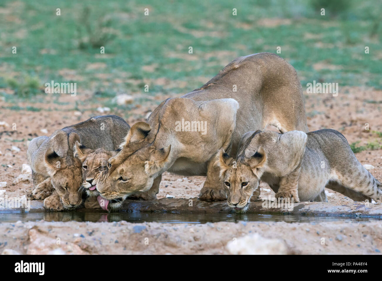 Lionne et lionceaux (Panthera leo) de boire, Kgalagadi Transfrontier Park, Afrique du Sud, Banque D'Images