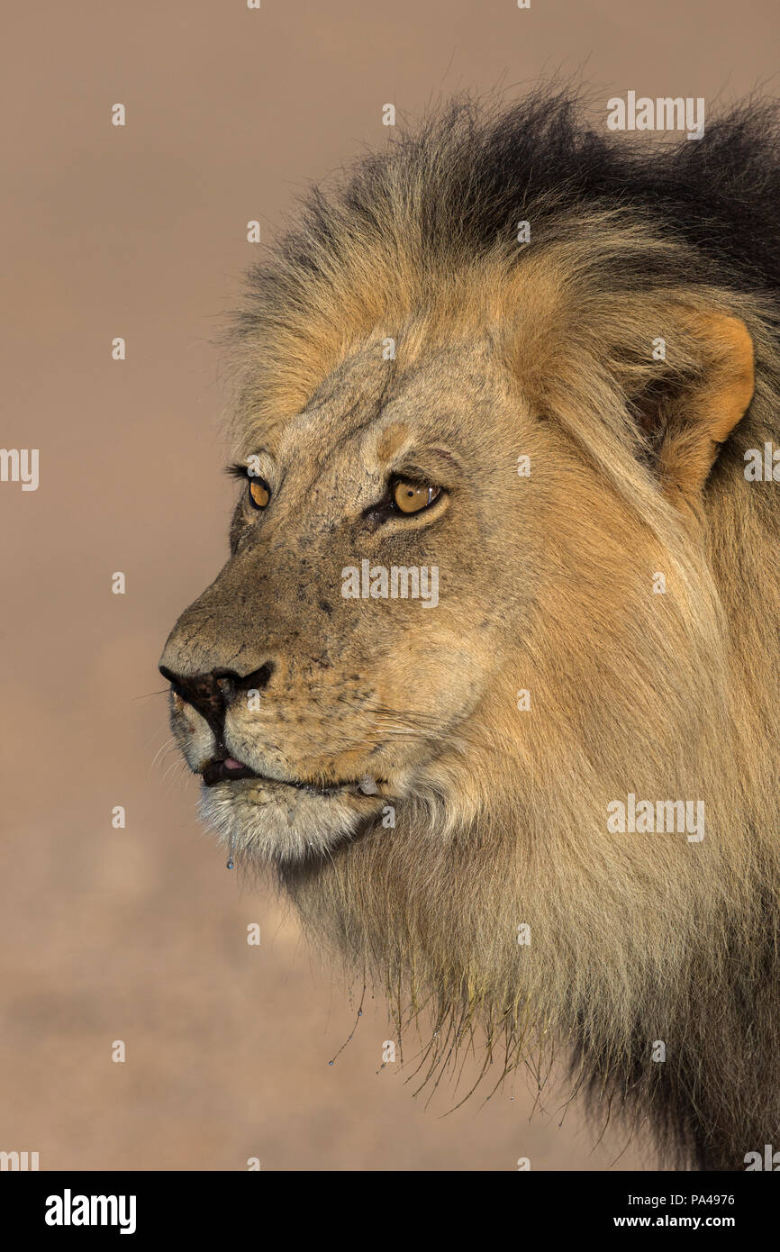 Lion (Panthera leo), mâle, Kgalagadi Transfrontier Park, Afrique du Sud, Banque D'Images