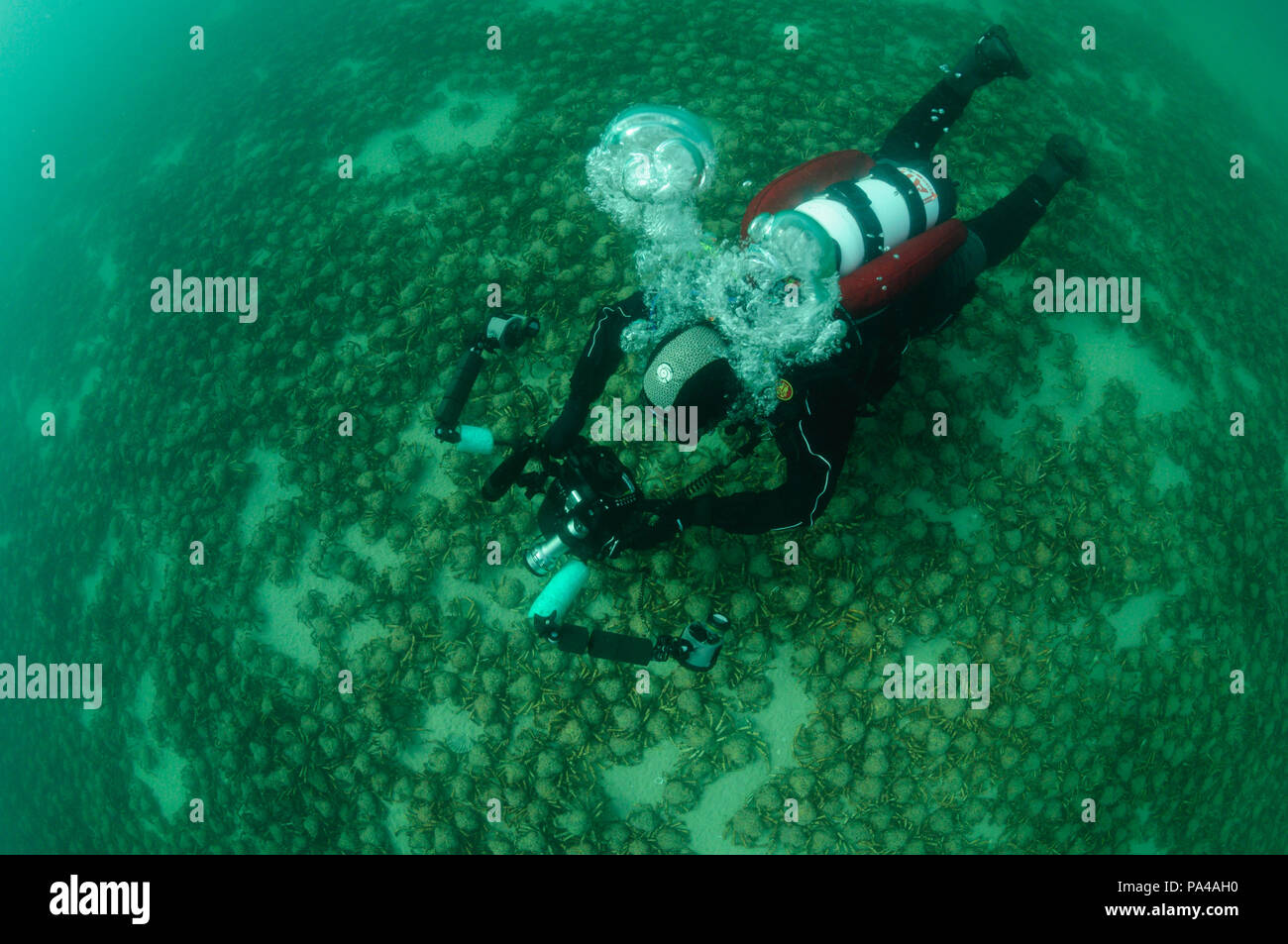 Photographe sous-marin avec des araignées de mer géantes Banque D'Images