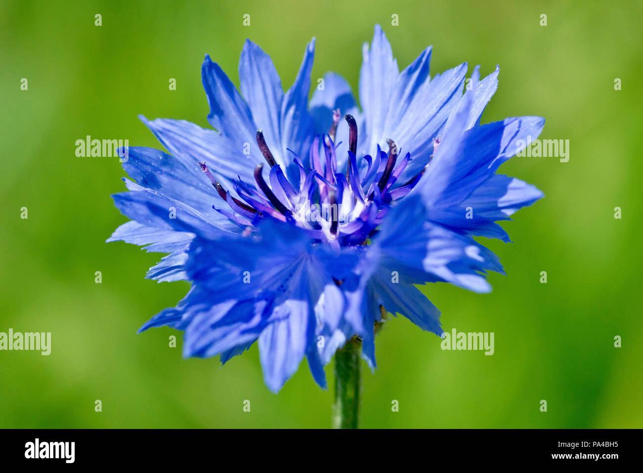 Le bleuet (centaurea cyanus), gros plan d'une fleur solitaire sur un fond vert. Également connu sous le nom de bleue. Banque D'Images
