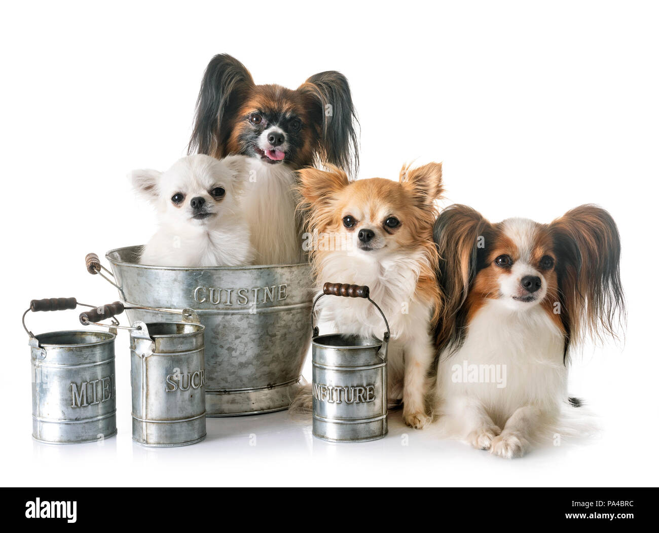 Papillon chien, Chihuahua et cuisson accessoire in front of white  background Photo Stock - Alamy