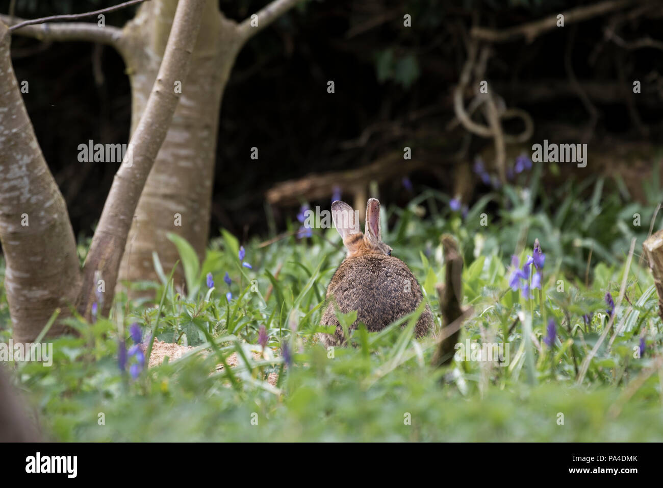 Lapin assis dans les Blue Bells Banque D'Images