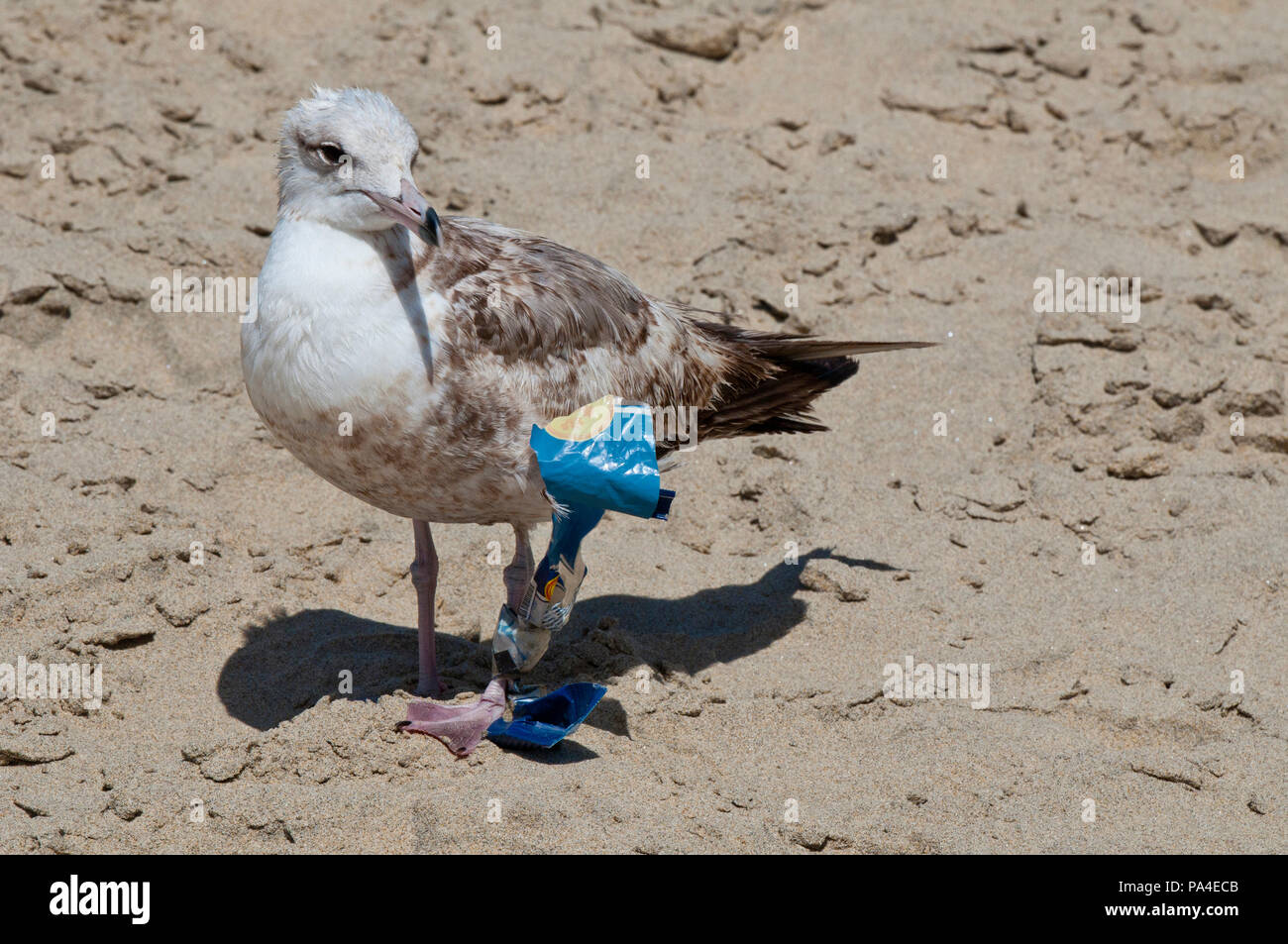 Avec vos déchets gull coincé sur la jambe sur une plage de Baja California Sur près de Todos Santos Banque D'Images