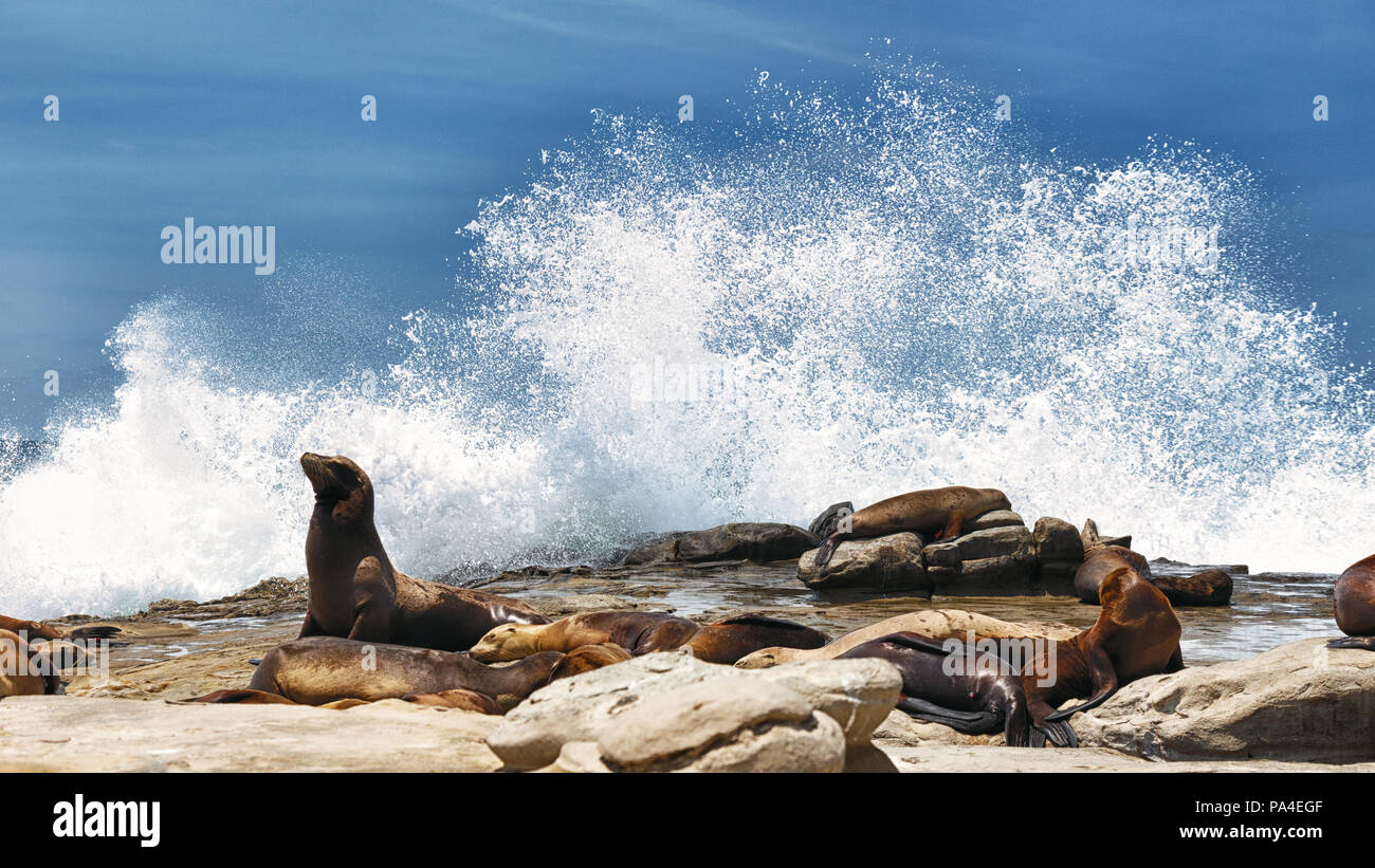 Les Lions de mer à La Jolla Cove à San Diego, Californie. Banque D'Images