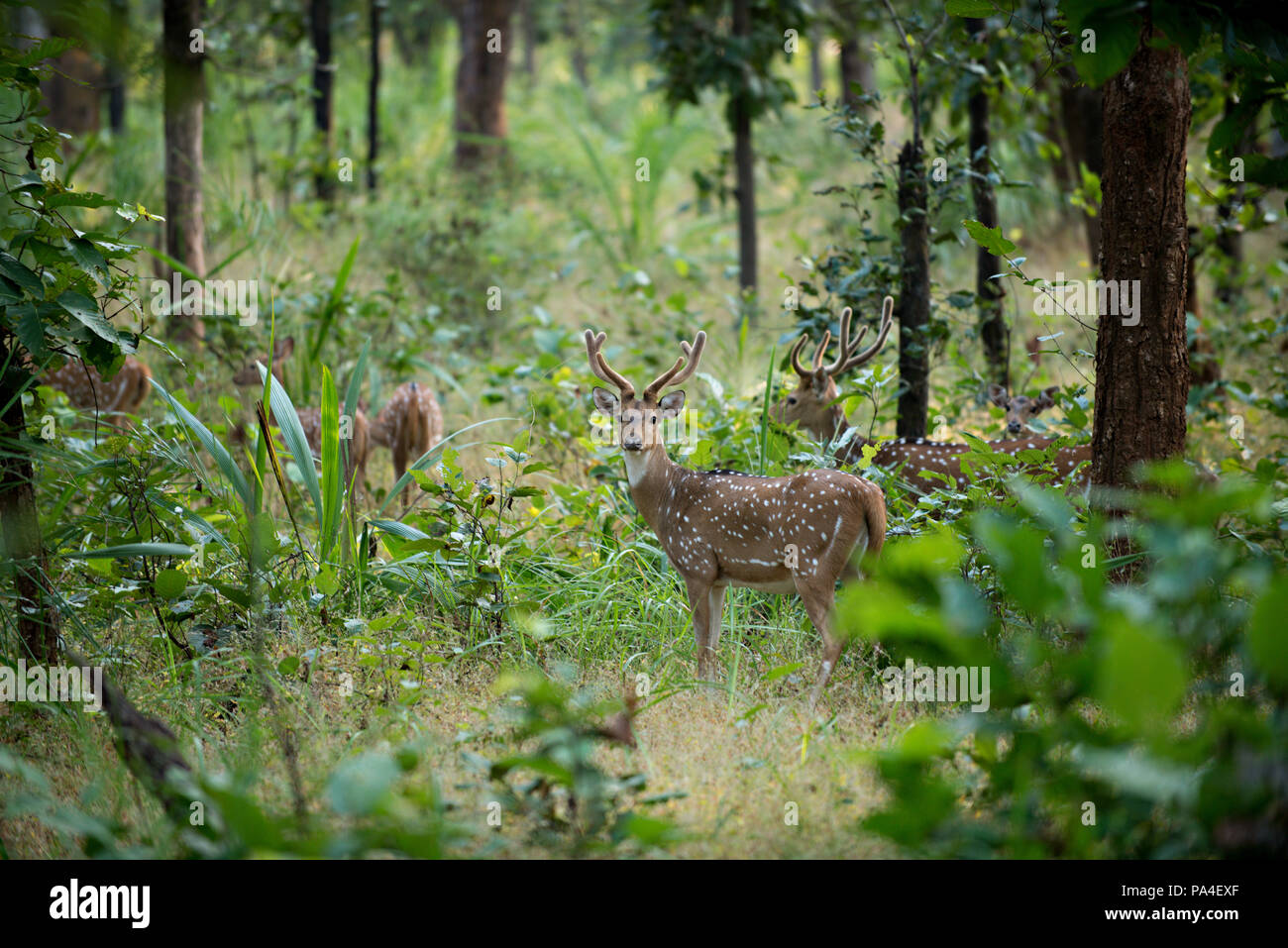 Bandhavgarh National Park, Inde Banque D'Images