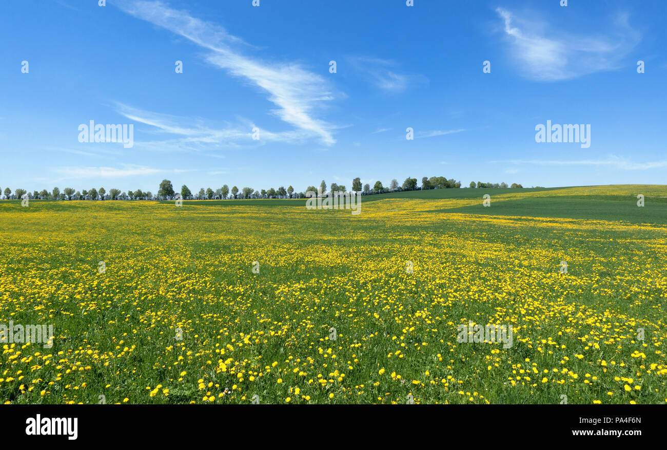 Paysage de printemps avec grande prairie Banque D'Images