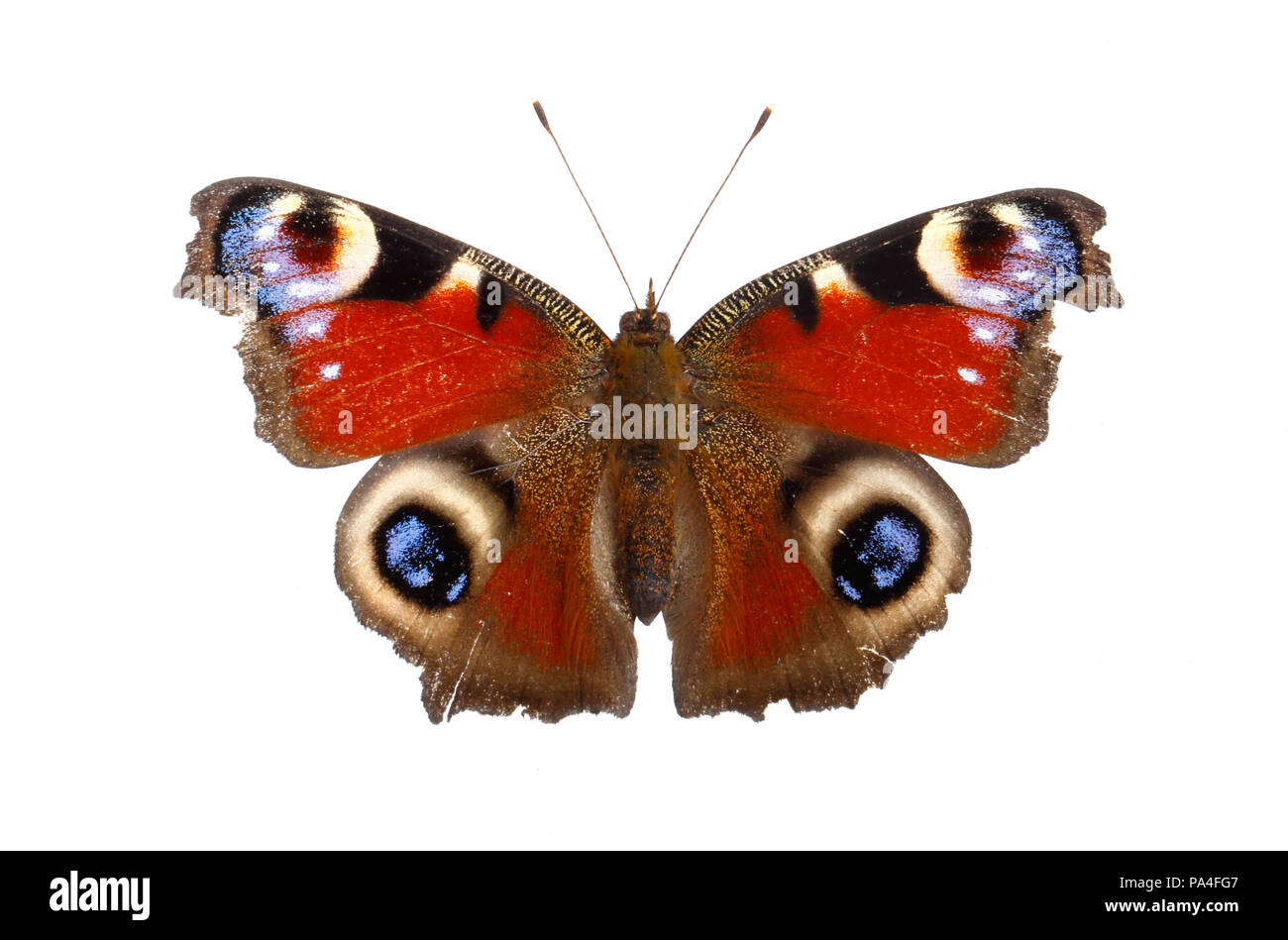 Papillon paon européen (Inachis io) avec ailes propagation isolé sur fond blanc. Banque D'Images