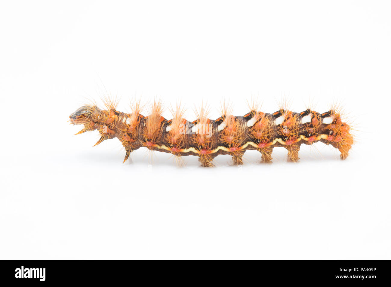 Une vue latérale d'une espèce de chenille, Knotgrass Acronicta rumicis, trouvés dans le Dorset et photographié sur un fond blanc. Dorset England UK GO Banque D'Images