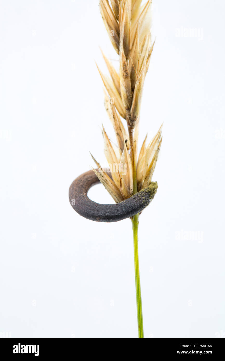 Un Calviceps champignons l'ergot sclerotium, purpurea, croissant sur les herbes sauvages infectés. Dorset England UK GO Banque D'Images