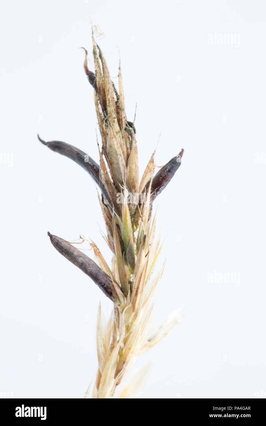 Plusieurs champignons, les sclérotes d'ergot Claviceps purpurea, croissant sur les herbes sauvages infectés. Dorset England UK GO Banque D'Images Plusieurs champignons, les sclérotes d'ergot Claviceps purpurea, croissant sur les herbes sauvages infectés. Dorset England UK GO Banque D'Images