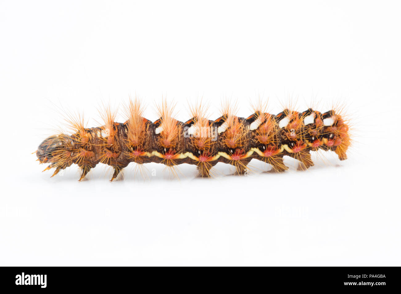 Une vue latérale d'une espèce de chenille, Knotgrass Acronicta rumicis, trouvés dans le Dorset et photographié sur un fond blanc. Dorset England UK GO Banque D'Images